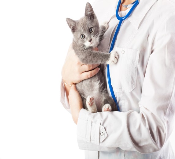 physician kitty
