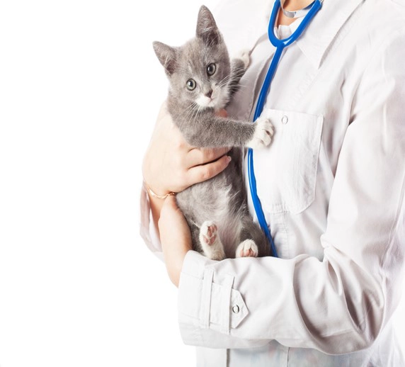 physician kitty
