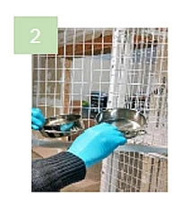 Remove dishes, toys, litterbox