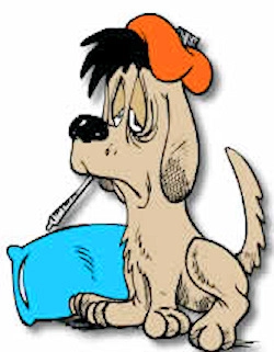 Dog Flu Is Not Kennel Cough