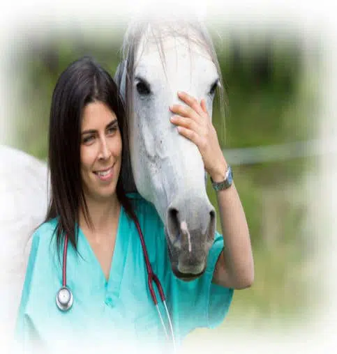 Equine and Large Animal Horse Vet