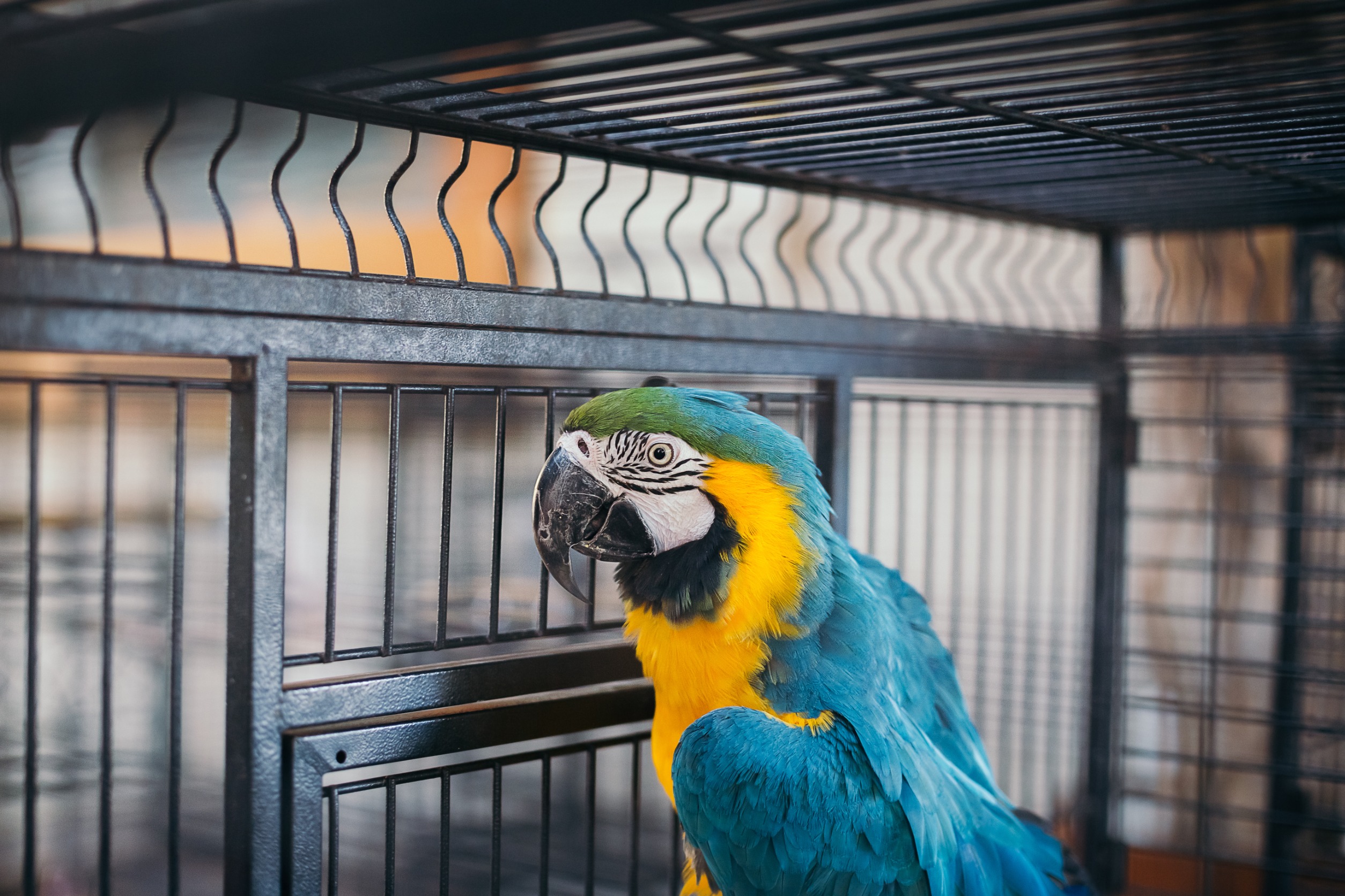 Parrot in Aviary